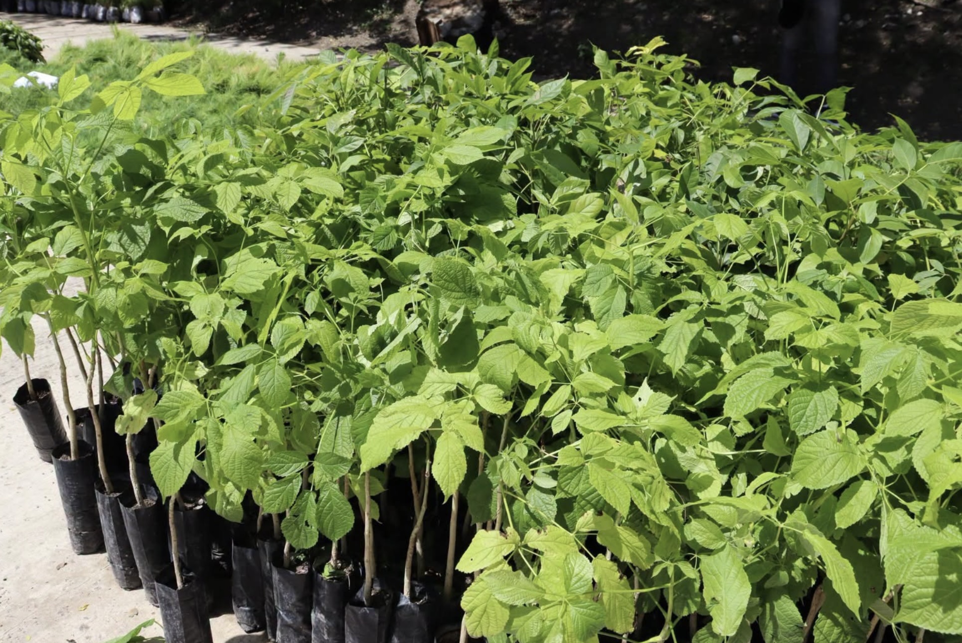 Sequía mantiene en pausa reforestación en Guerrero