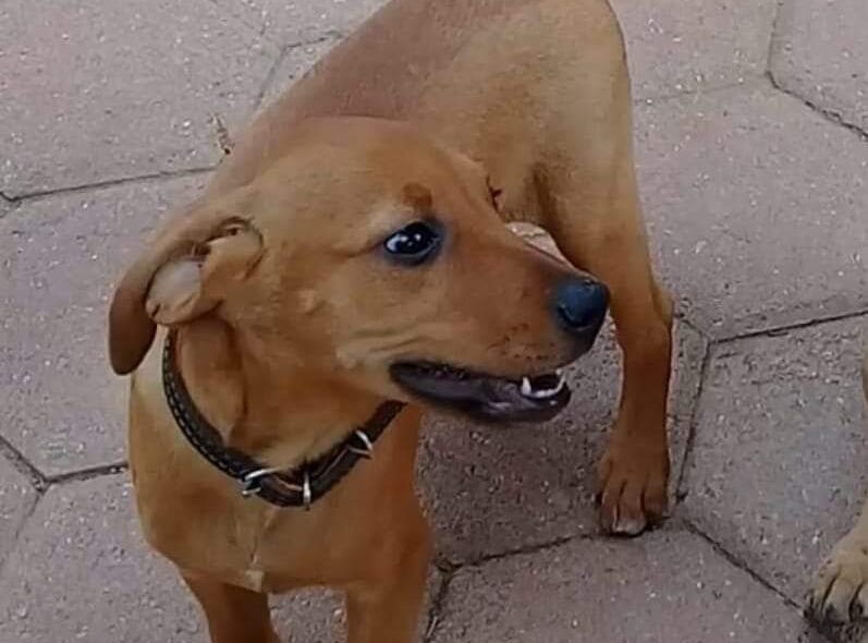 Ratifican condena contra mujer que envenenó a la perrita «Frijola» en Ometepec