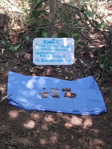 Colectivo encuentra 30 restos óseos en Acapulco