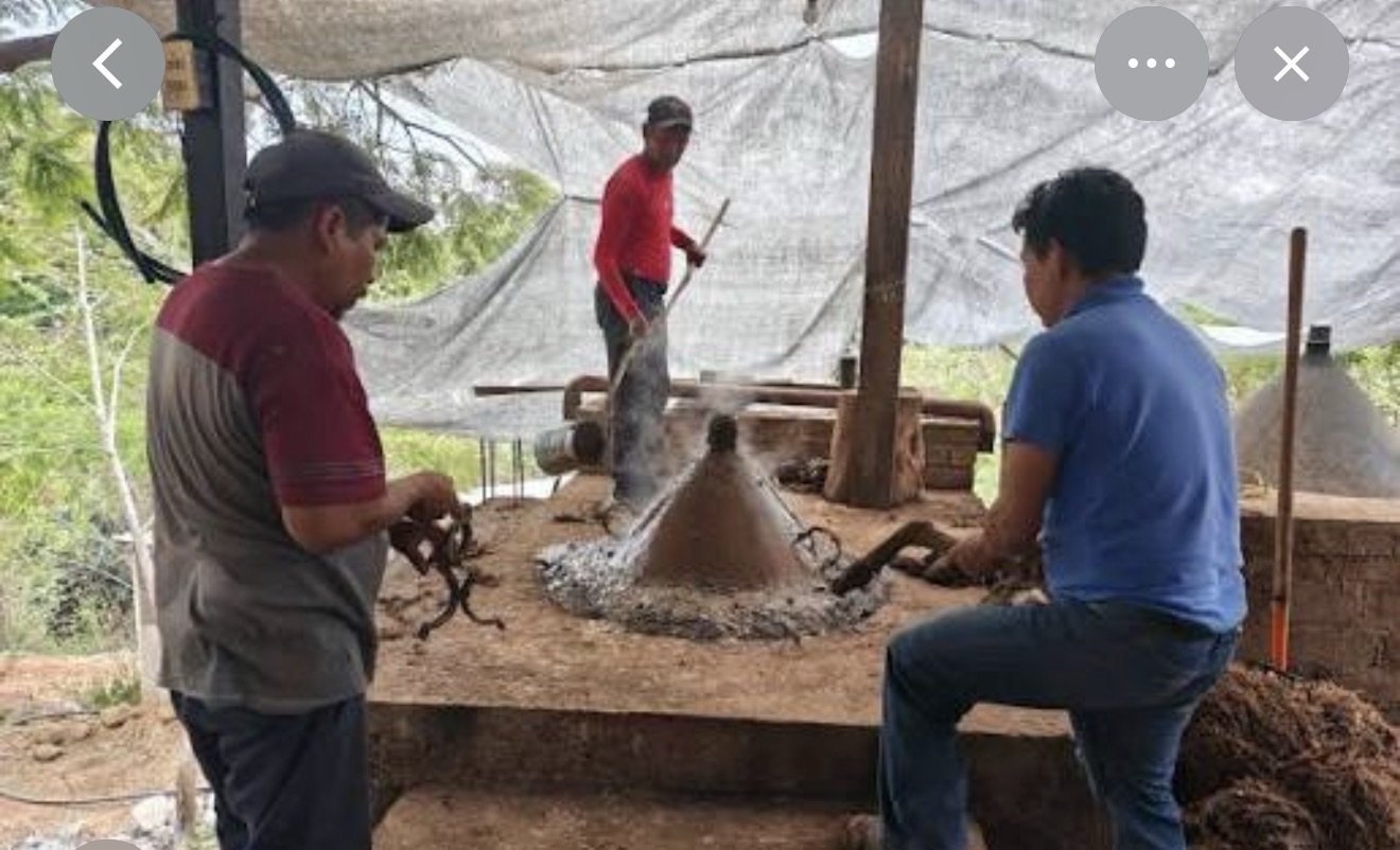 Mercado informal y falta de regulación limitan crecimiento del mezcal en Guerrero