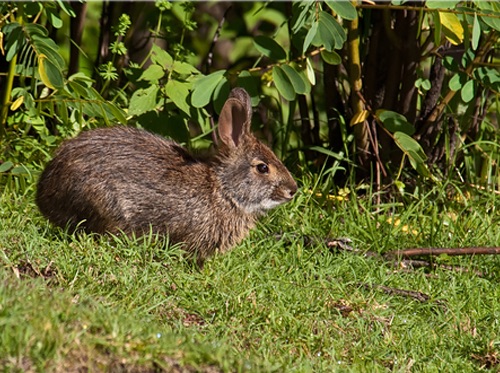 Impulsarán monitoreo y conservación del conejo de Omiltemi en la Sierra de Guerrero