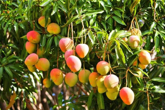 Cultivos de mango, plátano, aguacate y 25 viviendas con daños