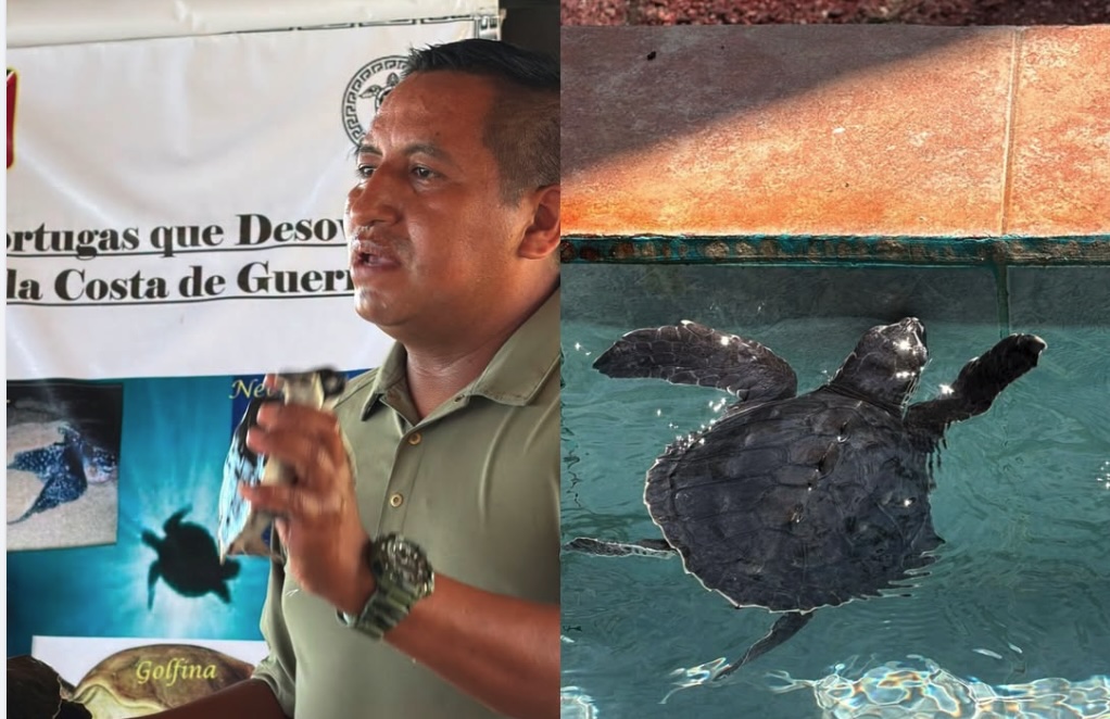 Más de 65 mil tortugas logran eclosionar